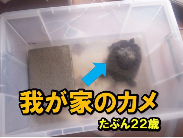 アカミミガメ
