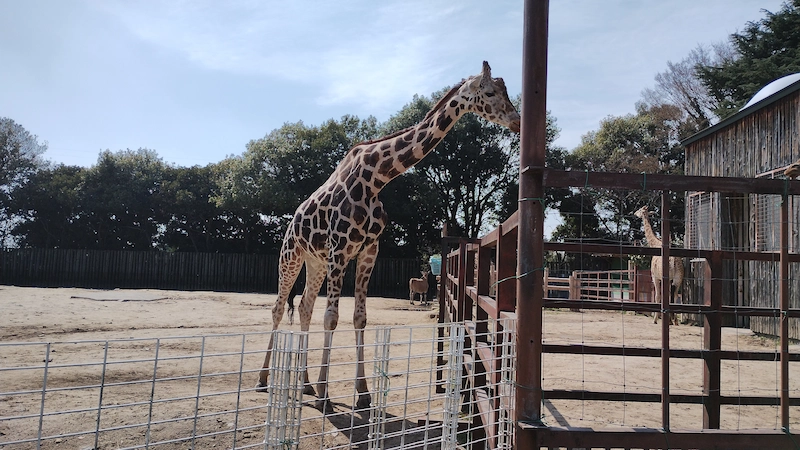 moto g52j 5Gで撮影した動物園のキリン