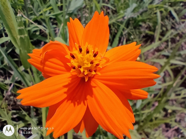 moto g64 5Gのマクロカメラで撮影したオレンジの花